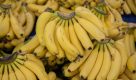 Líder nacional, o Estado de SP é responsável por 26% da banana produzida no Brasil